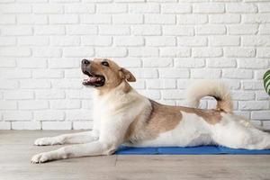 Cute mixed breed dog lying on cool mat looking up on white brick wall background photo