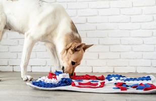 cute mixed breed dog playing with washable snuffle rug for hiding dried treats for nose work. Intellectual games with pet photo