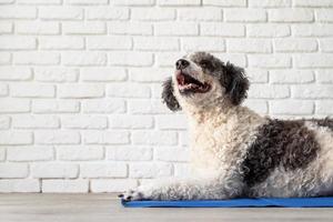 Cute mixed breed dog lying on cool mat looking up on white brick wall background photo