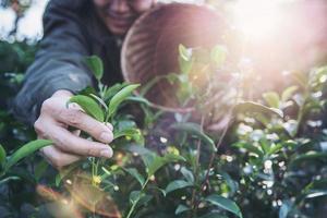 Man harvest - pick fresh green tea leaves at high land tea field in Chiang Mai Thailand - local people with agriculture in high land nature concept photo