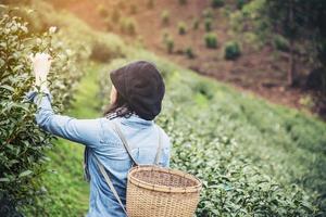 Woman harvest - pick fresh green tea leaves at high land tea field in Chiang Mai Thailand - local people with agriculture in high land nature concept photo