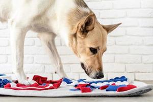 lindo perro de raza mixta jugando con una alfombra lavable para esconder golosinas secas para el trabajo de la nariz. juegos intelectuales con mascota foto