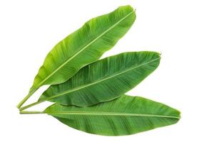 Banana leaves isolated over white photo