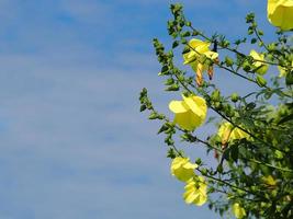 View of beautiful Hibiscus cannabinus or Kenaf flower with blue sky background photo