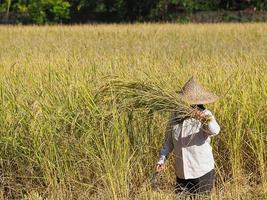 vista lateral de la mujer agricultora cosecha arroz con una hoz foto