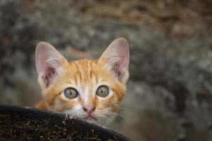 primer plano de gatito o gato pequeño de pie junto a la olla del suelo. foto