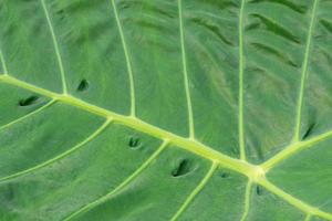 Close-up of green leaf textured nature background photo