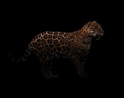 jaguar  in the dark photo