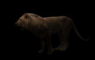 yong male lion in the dark photo