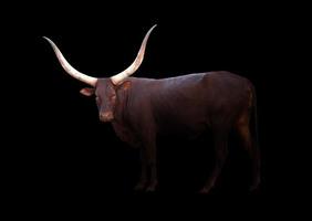 watusi in the dark photo