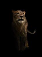 yong male lion in the dark photo