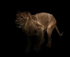 yong male lion in the dark photo