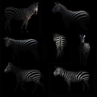 zebra hiding in the dark photo
