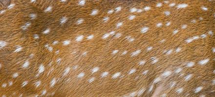 textured of axis deer fur photo
