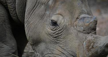close up eye of  rhinoceros photo
