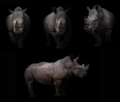 rhinoceros hiding in the dark photo