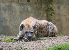 hiena manchada en el zoológico foto