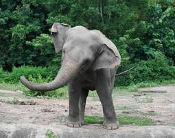 elefante asiático joven en el zoológico foto