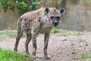 hiena manchada en el zoológico foto