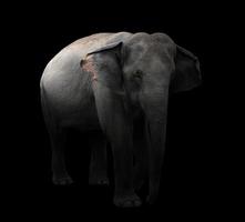 elefante asiático parado en un fondo oscuro foto