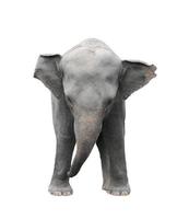 asia elephant isolated white background photo