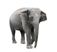 asia elephant isolated white background photo
