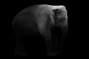 elefante asiático parado en un fondo oscuro foto