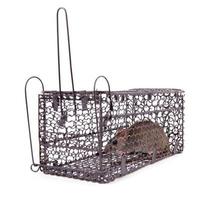 rat trap isolated photo