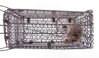 rat trap isolated photo