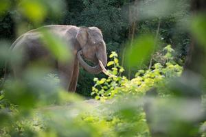 elephant in forest photo