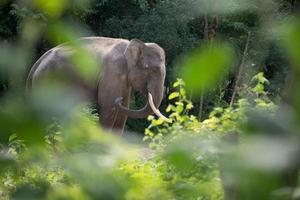 elephant in forest photo