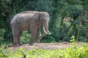 atadura de elefante asiático con cadena foto