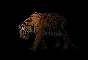 tigre de bengala en fondo oscuro foto