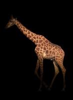 giraffe hiding in the dark photo