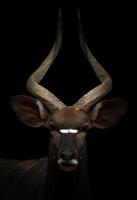 male nyala standing in the dark photo