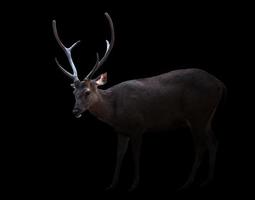 sambar deer in the dark photo