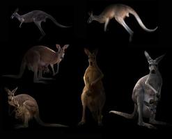 kangaroo hiding in the dark photo