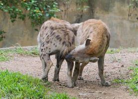 spotted hyena at zoo photo