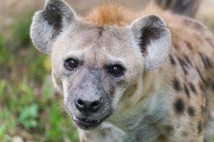 hiena manchada en el zoológico foto