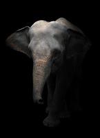 asia elephant standing in dark background photo