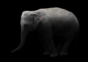 asia elephant standing in dark background photo