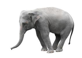 asia elephant isolated white background photo