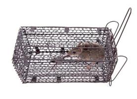 rat trap isolated photo