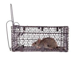 rat trap isolated photo