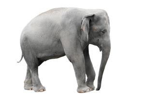 asia elephant isolated white background photo