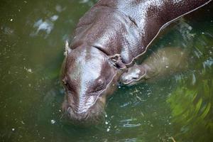 pygmy hippo and baby photo