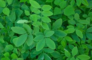 Green Leaf Background photo