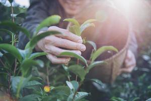 Man harvest - pick fresh green tea leaves at high land tea field in Chiang Mai Thailand - local people with agriculture in high land nature concept photo