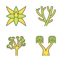 Desert plants color icons set. Exotic flora. Fox tale agave, pencil cactus, joshua tree, ponytail palm. Isolated vector illustrations