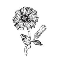 Flower sketch. Hand drawn hibiscus on white background. Botany Vector illustration